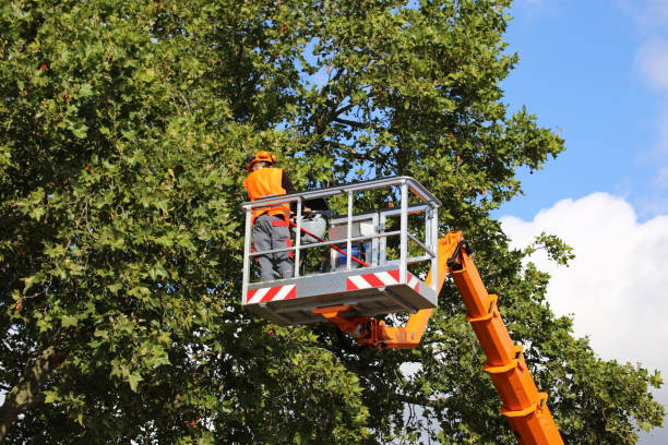 Tree and Shrub Care in Mount Healthy, OH