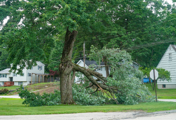 Best Commercial Tree Services  in Mount Healthy, OH